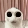 Эмодзи Cats