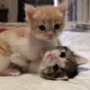 Эмодзи kittens