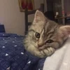 Эмодзи kittens