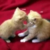 Эмодзи kittens