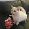 Эмодзи kittens