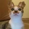 Эмодзи kittens