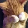 Эмодзи kittens