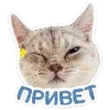 Котятки
