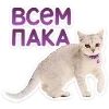 Эмодзи Котятки