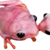 Frogs