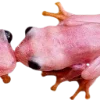 Эмодзи Frogs