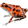 Эмодзи Frogs
