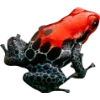 Эмодзи Frogs
