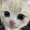 cursed kittens