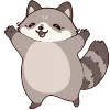 raccoon