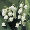 different spring