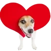 Dogs