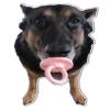 Dogs