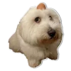 Эмодзи Dogs