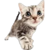 Эмодзи Dogs and Cats