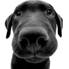 Эмодзи Dogs and Cats