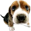 Эмодзи Dogs and Cats
