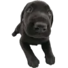 Эмодзи Dogs and Cats