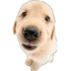 Эмодзи Dogs and Cats