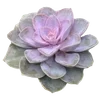 Эмодзи Flowers