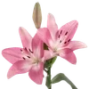 Эмодзи Flowers