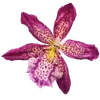 Эмодзи Flowers