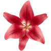 Эмодзи Flowers