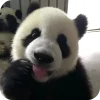 Панды