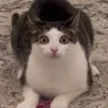 Эмодзи Cats