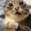 Эмодзи Cats