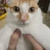 Эмодзи Cats