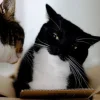 Эмодзи Cats