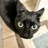 Эмодзи Cats