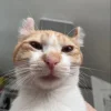 Эмодзи Cats