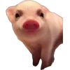 свинки