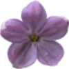 Эмодзи flowers