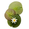 лесная сказка
