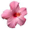 hibiscus flower