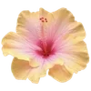 Эмодзи hibiscus flower