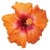 Эмодзи hibiscus flower