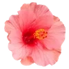 Эмодзи hibiscus flower