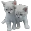 Эмодзи 𝐚𝐧ׄꫀ͠ӄִׄ 𝐚𝐧𝐝 𝐝ꫀ͠ꫀ͠ρ︩ׄiִიִ𝐬