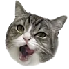 Эмодзи kittens