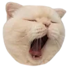 Эмодзи kittens