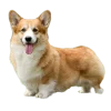 Эмодзи Корги