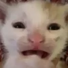 Котики