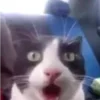 Эмодзи Котики
