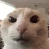 Эмодзи Котики