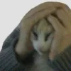 Эмодзи Котики